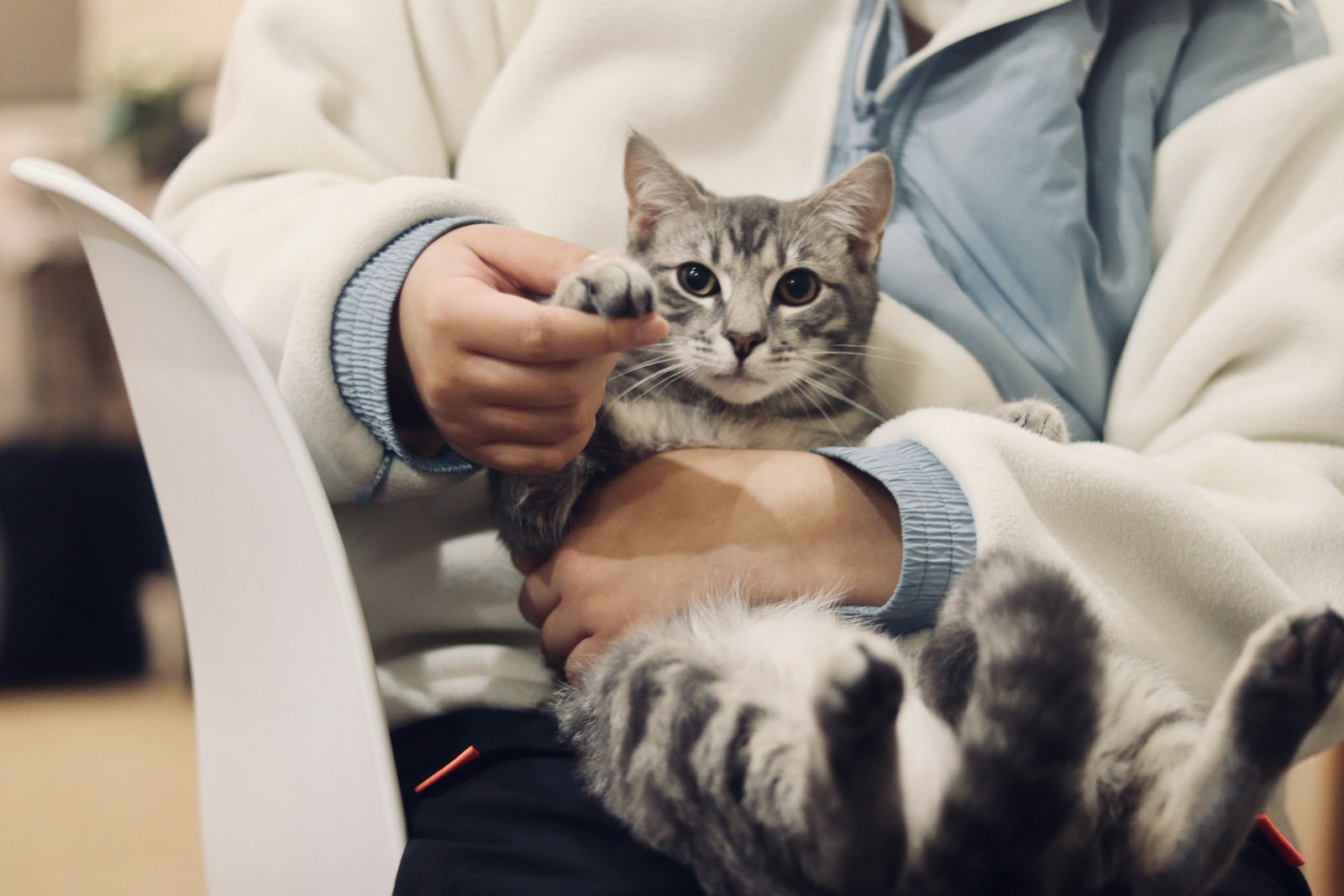 Harmaa tabby-kissa istuu omistajansa sylissä odotustilassa.