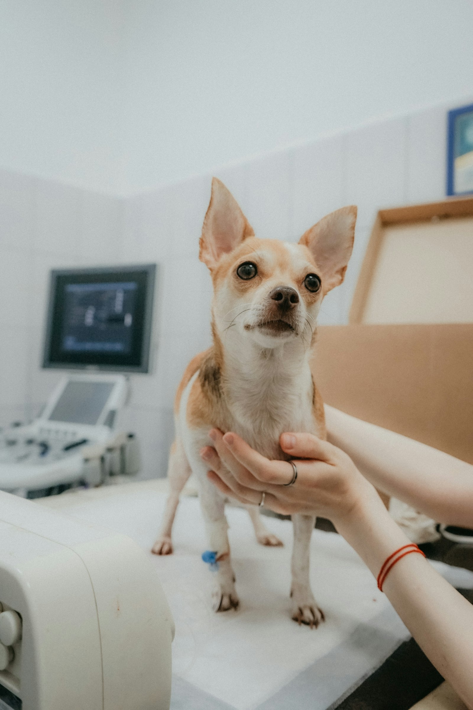 Pieni chihuahua seisoo tutkimuspöydällä, eläinlääkärin kädet tukemassa sen kylkiä.